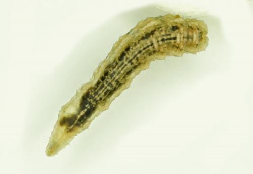 Syrphus sp.